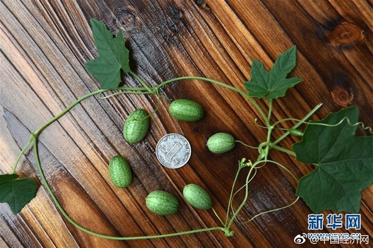 Dưa[-]hấu[-]tý[-]hon[-]chỉ[-]có[-]kích[-]thước[-]bằng[-]đầu[-]ngón[-]tay[-]của[-]con[-]người[-]